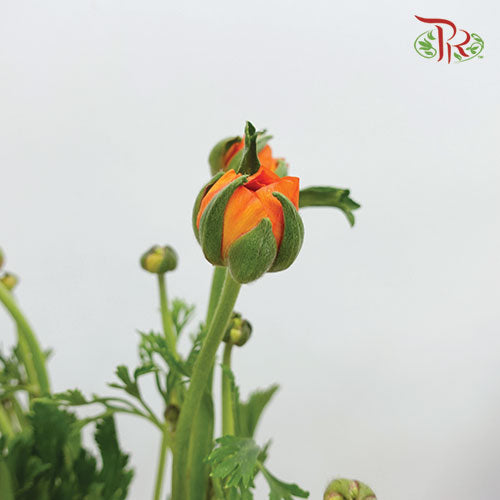 Ranunculus Orange (8 - 10 Stems) - Pudu Ria Florist Southern