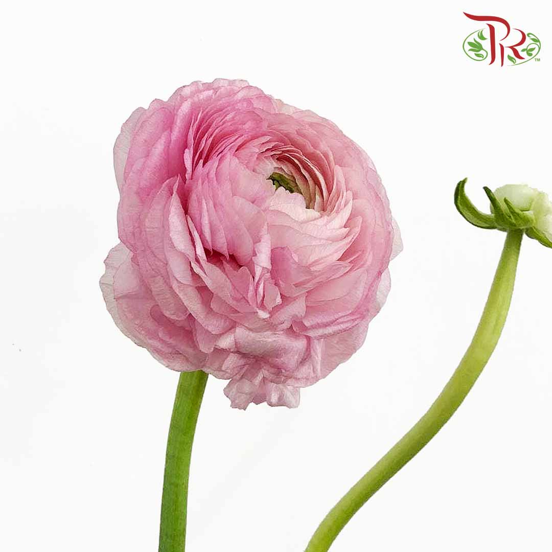 Ranunculus Pink (5 Stems)