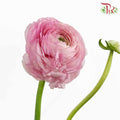 Ranunculus Pink (5 Stems) - Pudu Ria Florist Southern