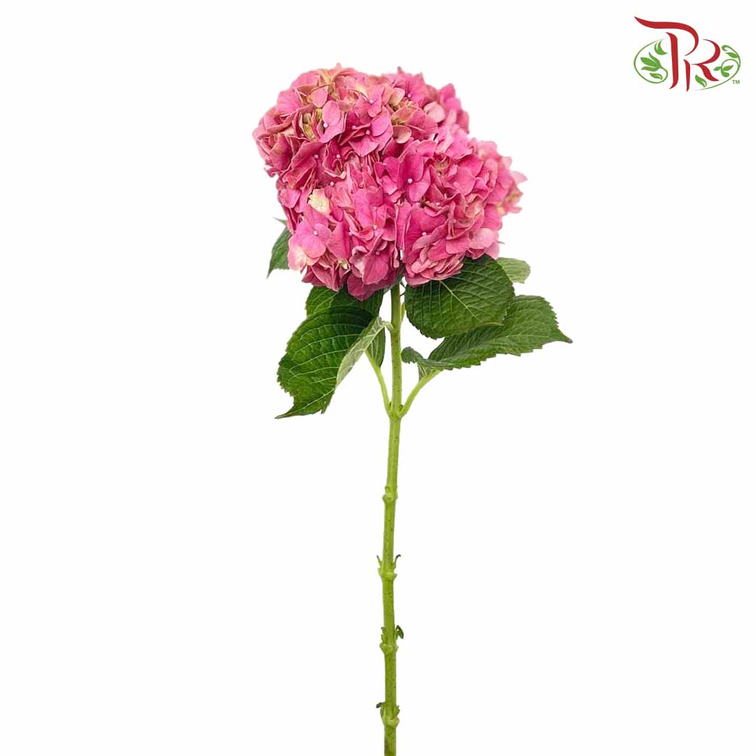 Hydrangea Cherry Pink / Per Stem - Pudu Ria Florist Southern