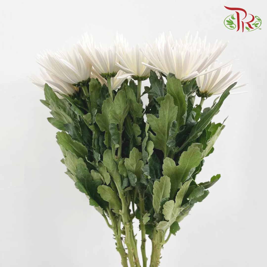 Net Mum Chrysanthemum White (10-12 Stems) - Pudu Ria Florist Southern