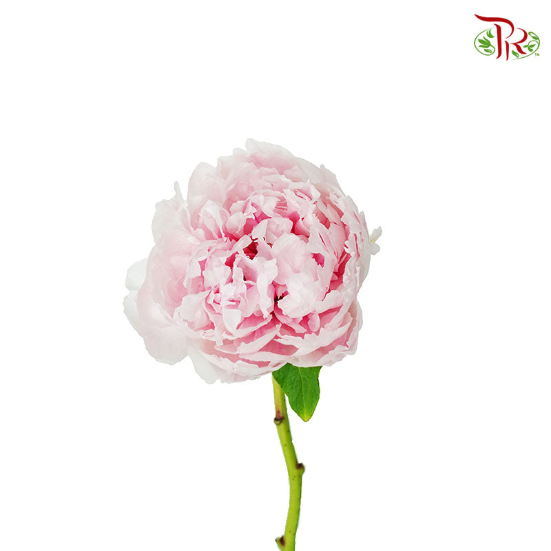 Tree Peony Light Pink - Pudu Ria Florist Southern