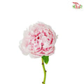 Tree Peony Light Pink - Pudu Ria Florist Southern