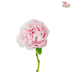 Tree Peony Light Pink - Pudu Ria Florist Southern