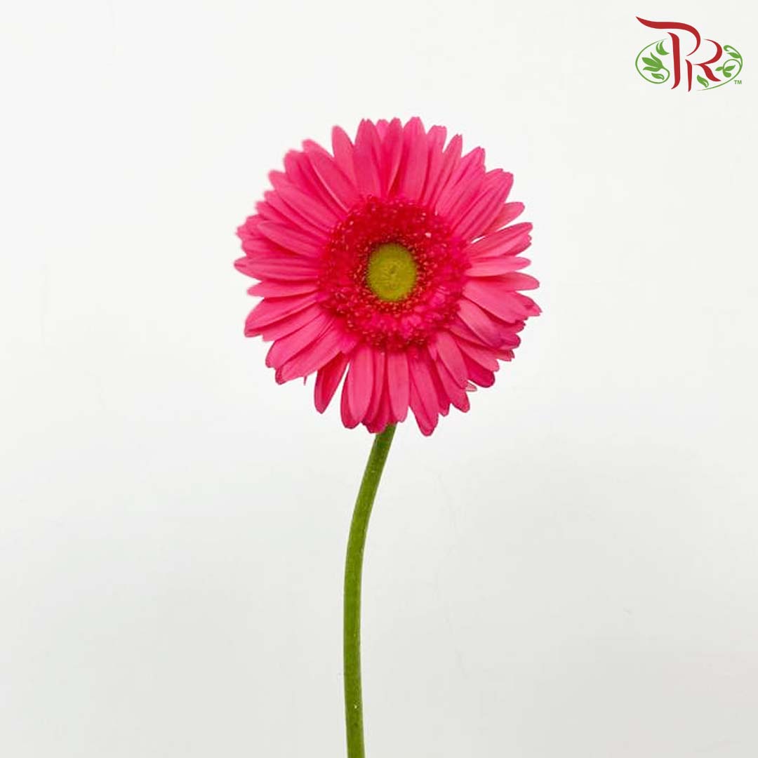Gerbera Hot Pink (8-10 Stems) - Pudu Ria Florist Southern