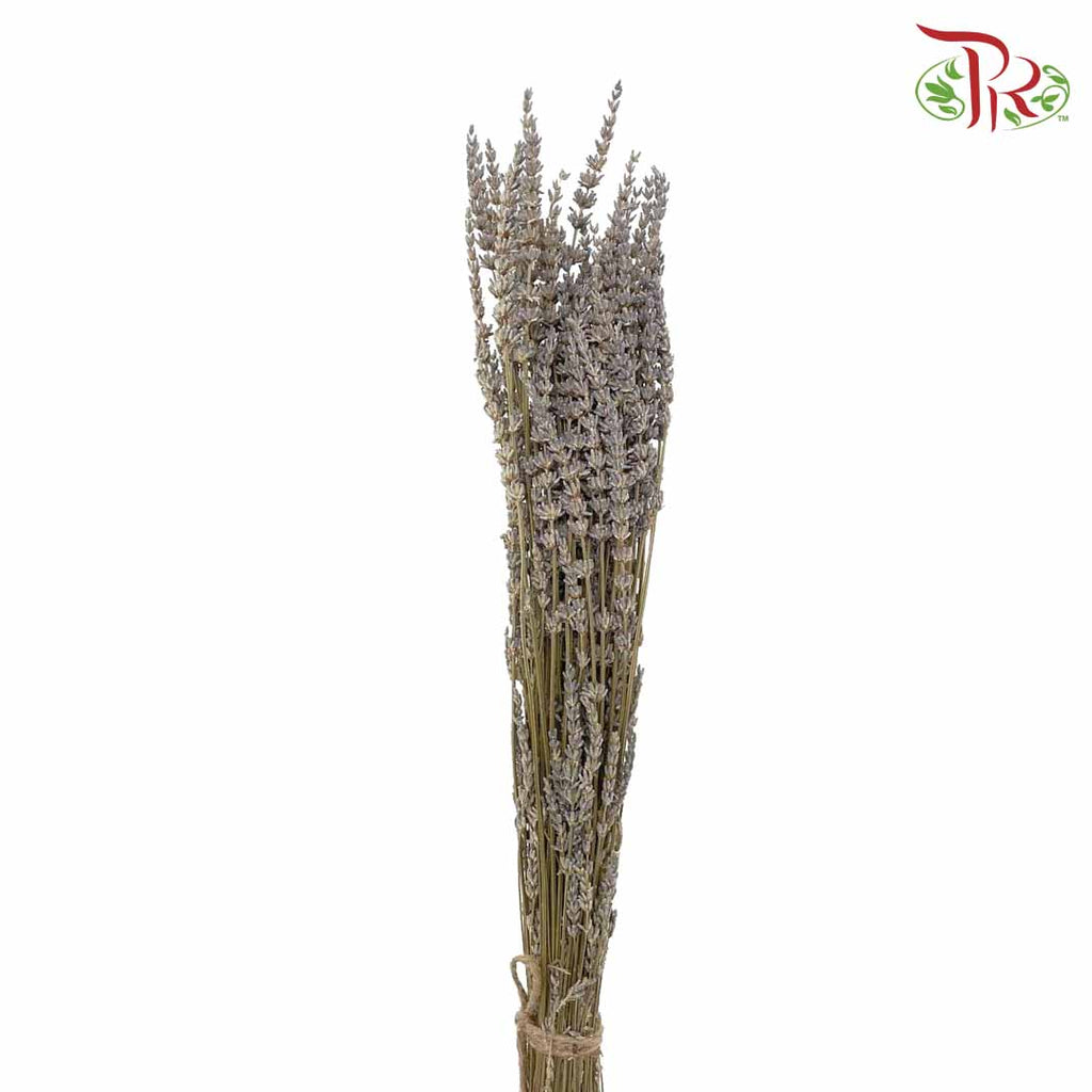 Dry Lavender - Pudu Ria Florist Southern