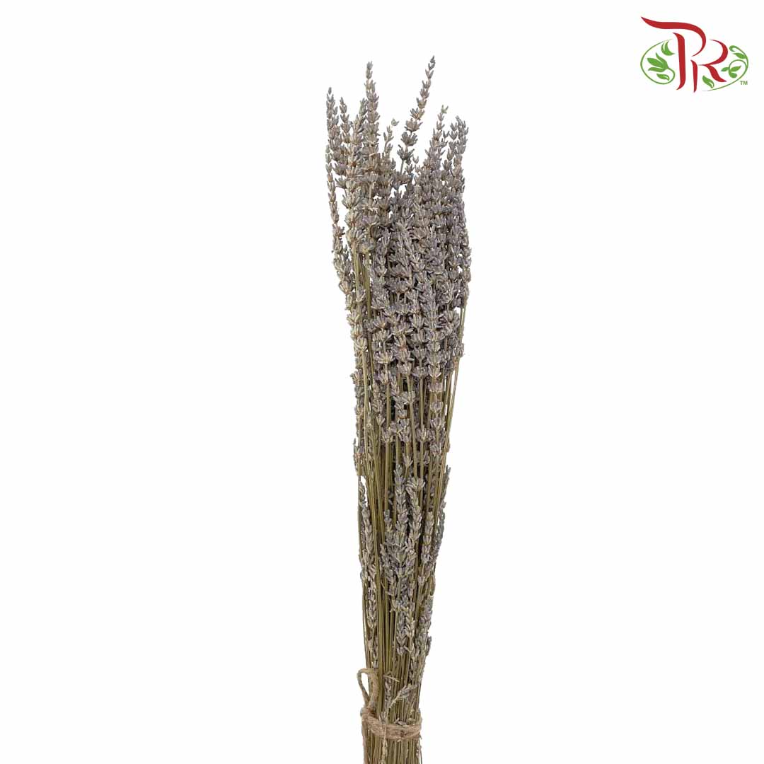Dry Lavender - Pudu Ria Florist Southern