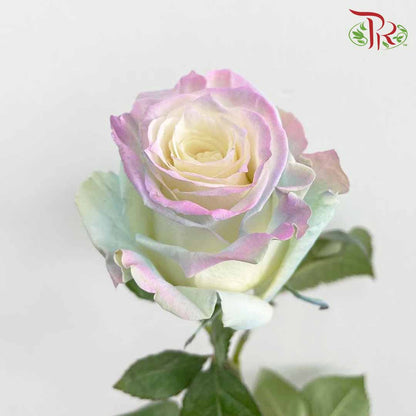Rose Mondial Dyed Sweet Aurora Bori (8-10 Stems) - Pudu Ria Florist Southern