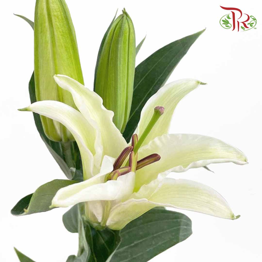 Lily White (5 Stems) - Pudu Ria Florist Southern