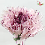 Carnation Jupiter (8-10 Stems) - Pudu Ria Florist Southern