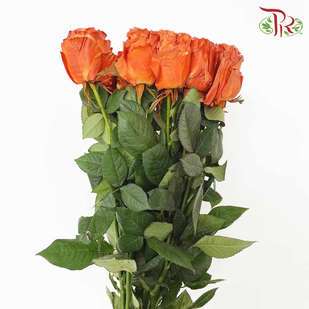 Rose Brig (8-10 Stems) - Pudu Ria Florist Southern