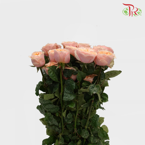 Garden Rose Pink (19-20 Stems) - Pudu Ria Florist Southern