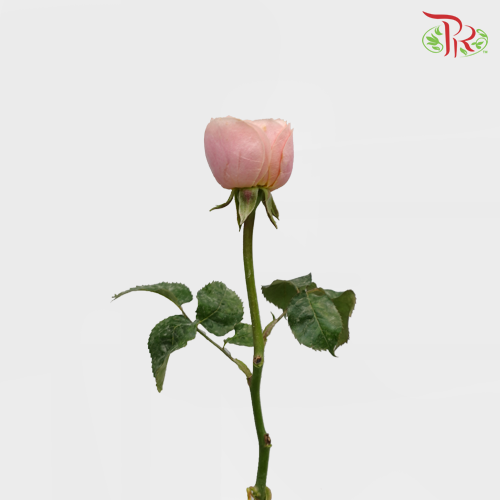Garden Rose Pink (19-20 Stems) - Pudu Ria Florist Southern