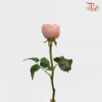 Garden Rose Pink (19-20 Stems) - Pudu Ria Florist Southern