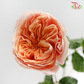 Garden Rose Pink (19-20 Stems)