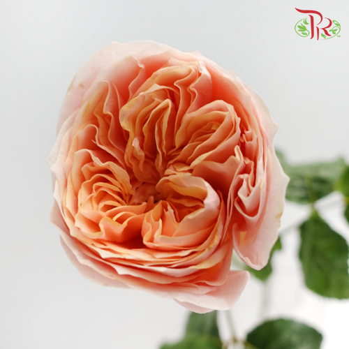Garden Rose Pink (19-20 Stems) - Pudu Ria Florist Southern
