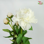 Peony White (5 stems) - Pudu Ria Florist Southern