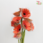 Gerbera Dark Peach (8-10 Stems) - Pudu Ria Florist Southern