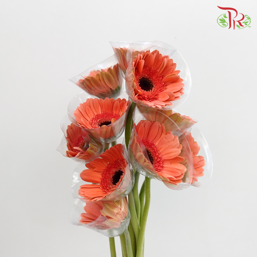 Gerbera Dark Peach (8-10 Stems) - Pudu Ria Florist Southern