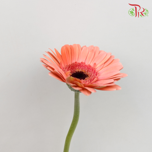 Gerbera Dark Peach (8-10 Stems) - Pudu Ria Florist Southern