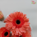 Gerbera Dark Peach (8-10 Stems) - Pudu Ria Florist Southern