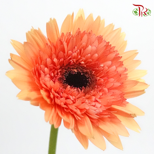 Gerbera Peach (8-10 Stems) - Pudu Ria Florist Southern