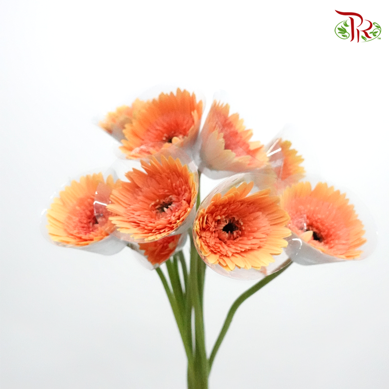 Gerbera Peach (8-10 Stems) - Pudu Ria Florist Southern