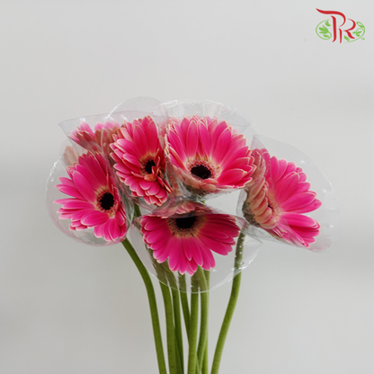 Gerbera Purple White Line (8-10 Stems) - Pudu Ria Florist Southern