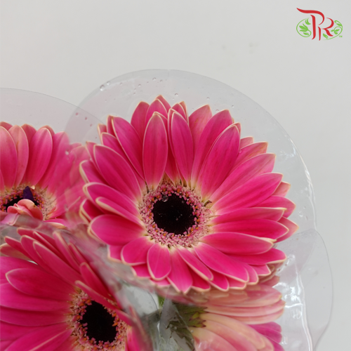 Gerbera Purple White Line (8-10 Stems) - Pudu Ria Florist Southern