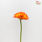 Gerbera Orange/Yellow (8-10 Stems) - Pudu Ria Florist Southern