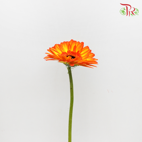 Gerbera Orange/Yellow (8-10 Stems) - Pudu Ria Florist Southern