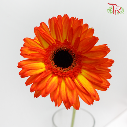 Gerbera Orange/Yellow (8-10 Stems) - Pudu Ria Florist Southern