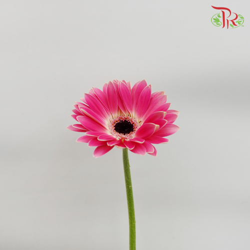 Gerbera Purple White Line (8-10 Stems) - Pudu Ria Florist Southern