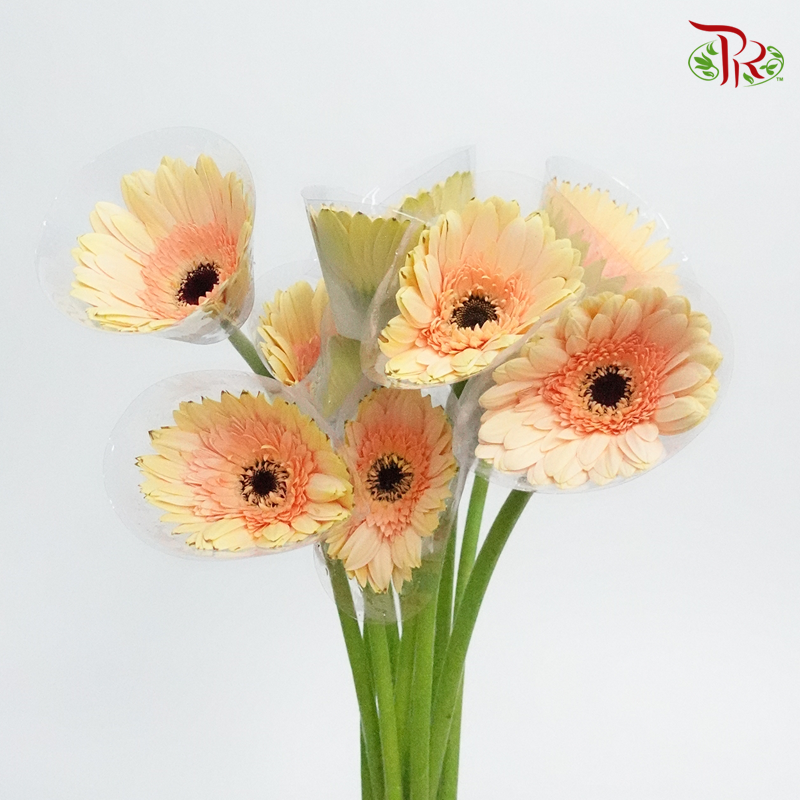 Gerbera Cream (8-10 Stems) - Pudu Ria Florist Southern