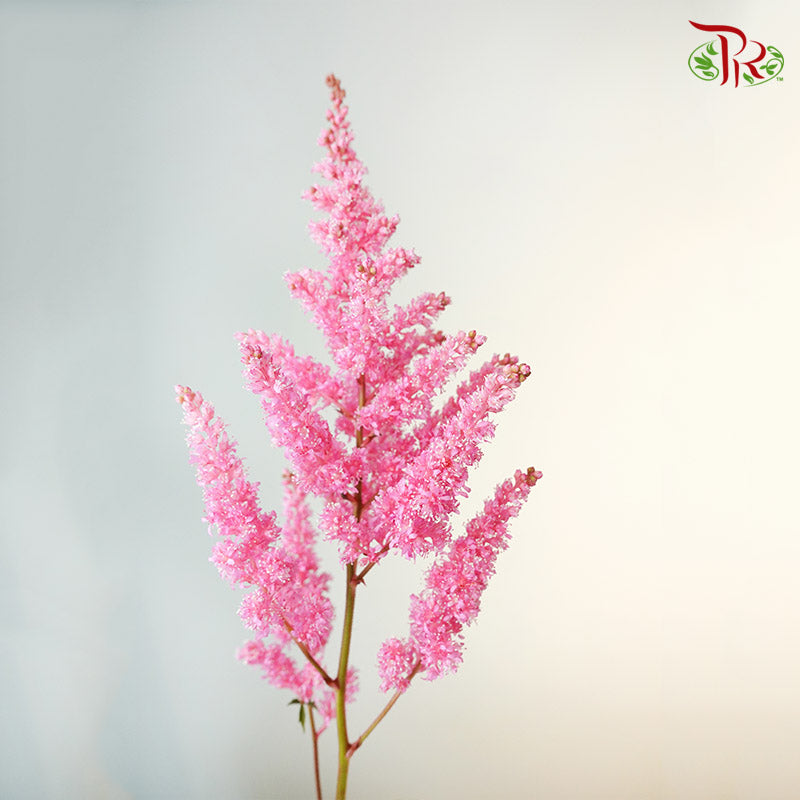 Astilbe Pink (4-5 Stems) - Pudu Ria Florist Southern