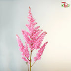 Astilbe Pink (4-5 Stems) - Pudu Ria Florist Southern