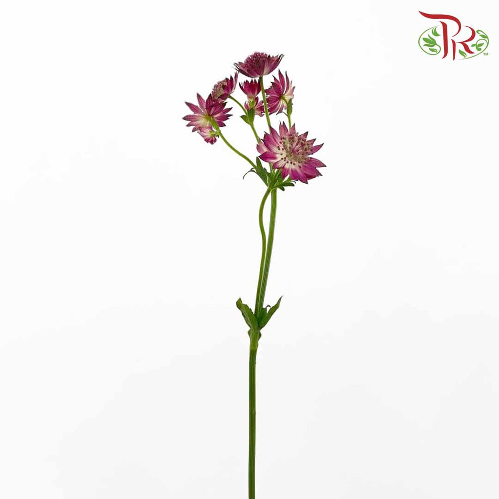 Astrantia (Purple) - Pudu Ria Florist Southern