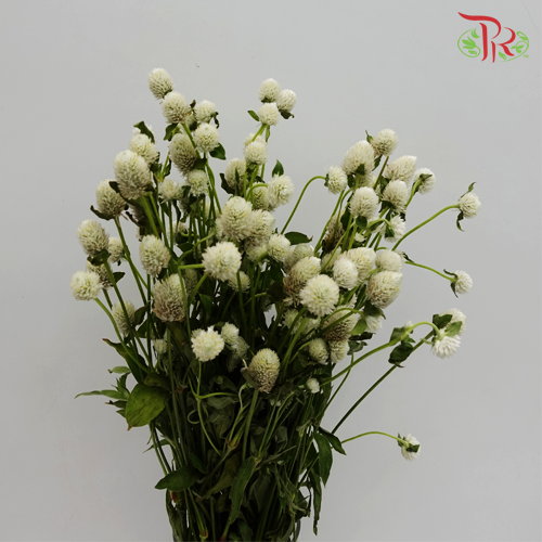 Gomphrena Strawberry White - Pudu Ria Florist Southern