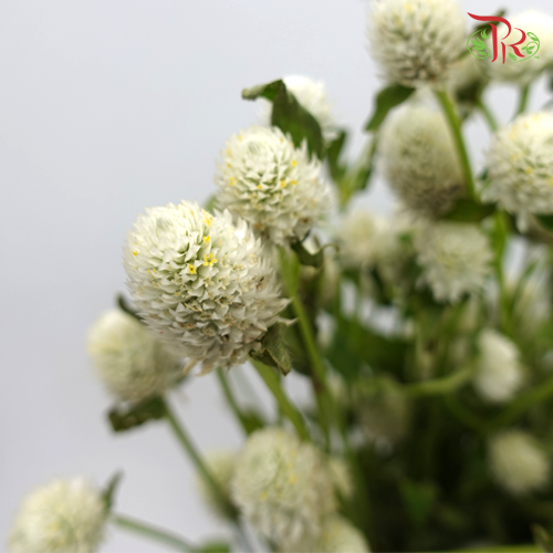 Gomphrena Strawberry White - Pudu Ria Florist Southern