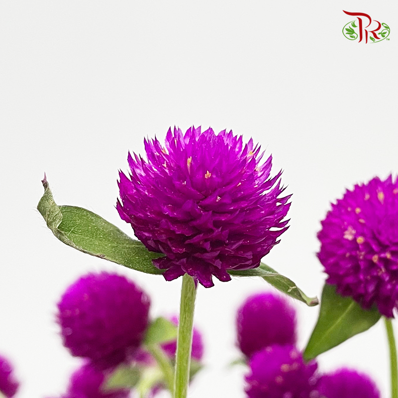 Gomphrena Strawberry Purple - Pudu Ria Florist Southern