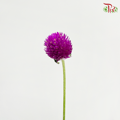 Gomphrena Strawberry Purple - Pudu Ria Florist Southern