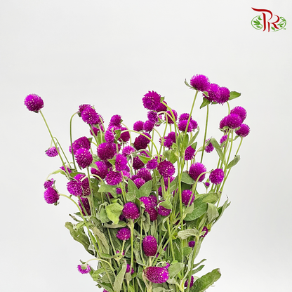 Gomphrena Strawberry Purple - Pudu Ria Florist Southern