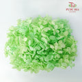 Preservative Hydrangea - Green - Pudu Ria Florist Southern
