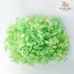 Preservative Hydrangea - Green - Pudu Ria Florist Southern