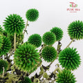 Dry Echinops - Green - Pudu Ria Florist Southern