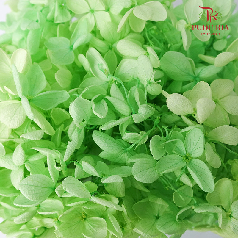 Preservative Hydrangea - Green - Pudu Ria Florist Southern