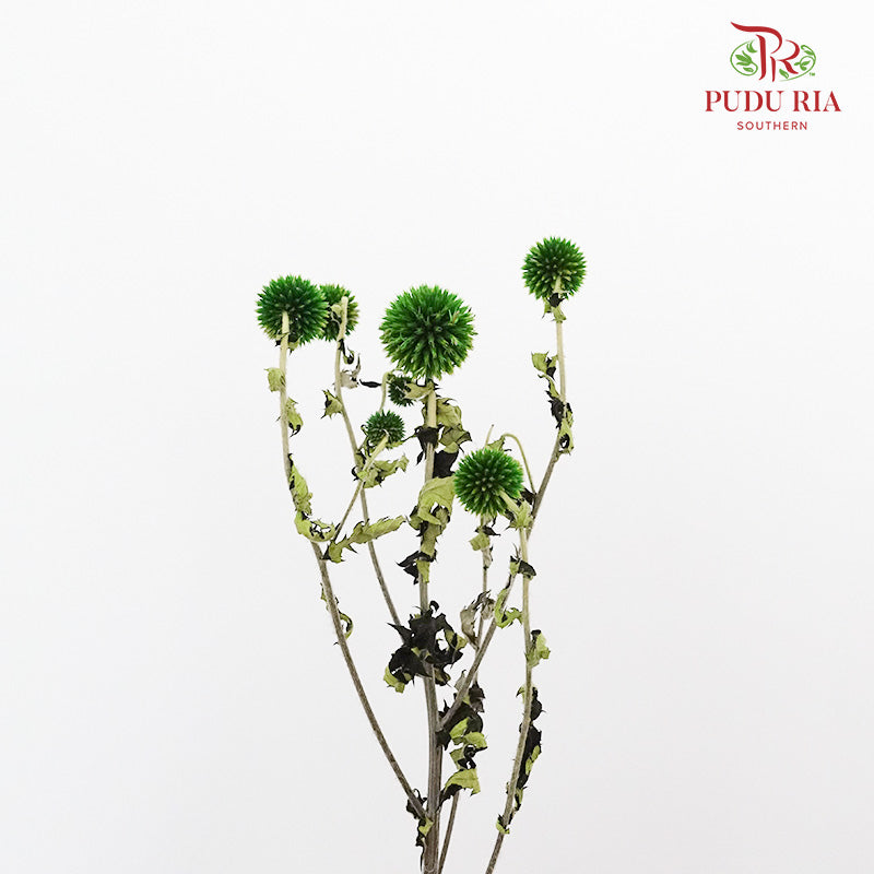 Dry Echinops - Green - Pudu Ria Florist Southern