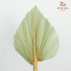 Dry Palm Dyed Green (5 Stems) - Pudu Ria Florist Southern