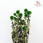Dry Echinops - Green - Pudu Ria Florist Southern