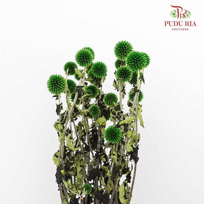 Dry Echinops - Green - Pudu Ria Florist Southern